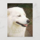 Zoek naar samoyed briefkaarten Dieren
