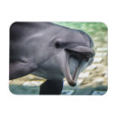 Zoek naar dolfijnen magneten Schattig