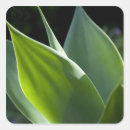 Recherche de madère autocollants Funchal