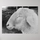 Zoek naar zwart wit dieren posters Afdrukken