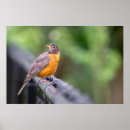 Zoek naar roodborstje kunst Vogel