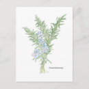 Zoek naar kruiden en briefkaarten Rozemarijn