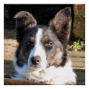 Recherche de collie posters Colley