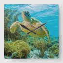 Recherche de des caraïbes horloges Photographie