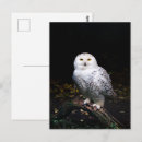 Recherche de hiboux cartes postales Oiseau