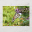 Recherche de buisson de papillon cartes postales Nature