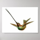 Zoek naar uil illustratie posters Veer
