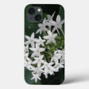 Recherche de tropical coques Photographie