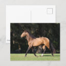 Recherche de cheval de baie cartes postales Exécution