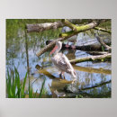 Zoek naar pelikaan posters Natuur