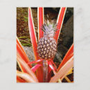 Recherche de ananas hawaïen cartes postales Fruit