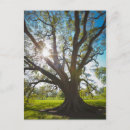 Recherche de arbres cartes postales Soleil