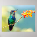 Recherche de colibri throated Tropical