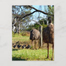 Zoek naar kuikens baby briefkaarten Baby ' s