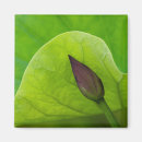 Recherche de fleur lotus magnets Plante