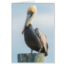 Recherche de pélican cartes postales Jour