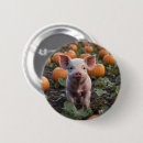 Zoek naar boerderij dieren buttons Varken