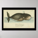 Recherche de baleine vintage posters Mer
