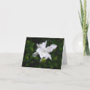 Recherche de gardenia cartes postales Jardin