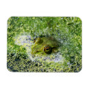 Zoek naar reptielen magneten Amfibie