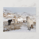 Recherche de poney cartes postales neige