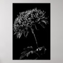 Recherche de chrysanthème posters Botanique