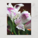 Recherche de violettes cartes postales Couleur