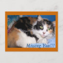 Recherche de missing you cartes postales Chat