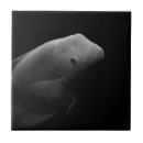 Recherche de poissons photographie Animal