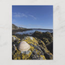 Zoek naar rots briefkaarten Strand
