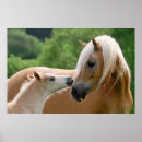 Recherche de poulain mignon art Cheval
