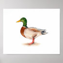 Recherche de dessin canard posters Oiseau
