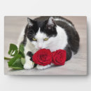 Recherche de joli chat plaques Chaton