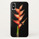 Recherche de heliconia Plante