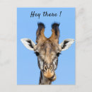 Recherche de girafe photo cartes postales Faune