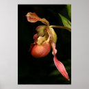 Recherche de mocassins posters Nature