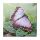 Recherche de morpho carreaux Bleu