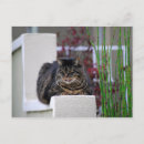 Zoek naar zen tuin briefkaarten Kat