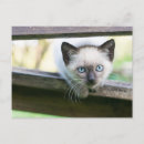 Recherche de de chat siamois cartes postales Animaux domestiques