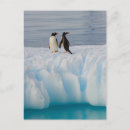 Recherche de péninsule antarctique cartes postales Animal