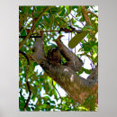 Recherche de paresseux art Sauvage