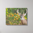 Recherche de whitetail art Nature