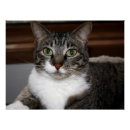 Recherche de de minou photographie Visage de chat