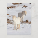 Recherche de poulain jument cartes postales Martin zwick
