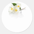 Recherche de fleurs de jasmin autocollants Feuille
