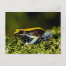 Recherche de oreilles cartes postales Vertébré