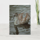 Zoek naar zwanen fotografie Natuur