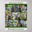 Recherche de de koala art Australien