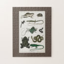 Recherche de tortue mignonne puzzles Animaux