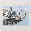 Zoek naar kalf posters Dieren in het wild